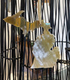 O4O Ornament of Horn: US States