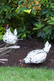 Regal Hen In White