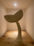 Whale Tail of Jacaranda