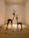 Bronze Springbok