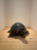 “Tortoise” by James Suraji