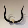 Antelope skull plates with horns