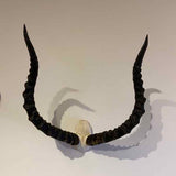 Antelope skull plates with horns