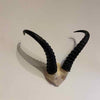 Antelope skull plates with horns