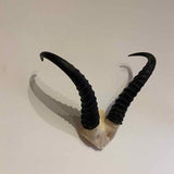Antelope skull plates with horns